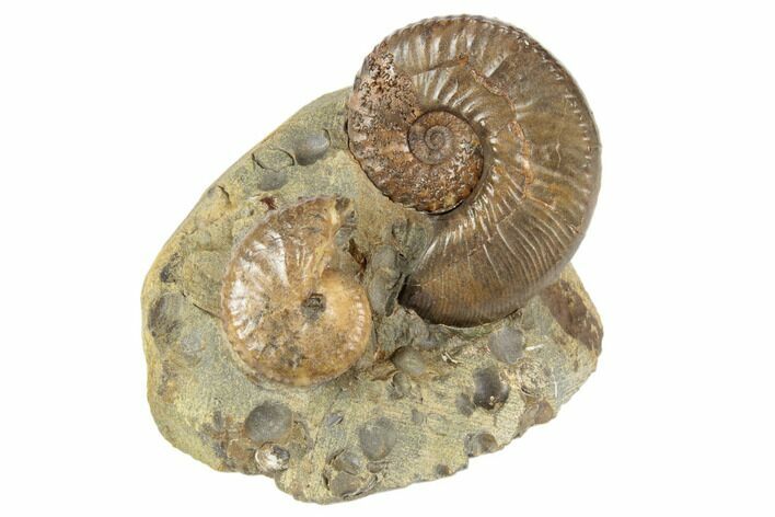 Fossil Ammonites (Hoploscaphites & Jeletzkytes) - South Dakota #189339